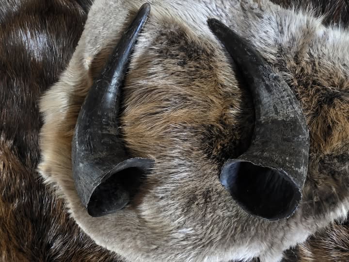 Bison Horns
