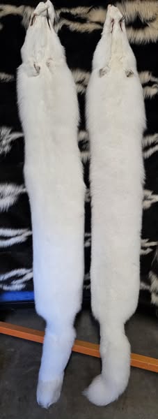Tanned Pelts