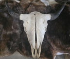 Animal Skulls