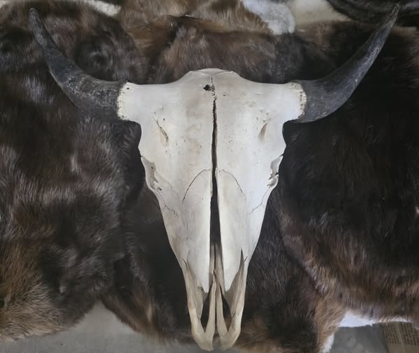 Animal Skulls