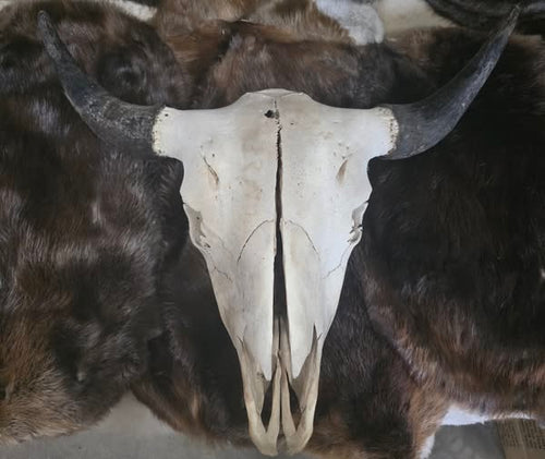 Animal Skulls