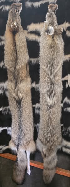 Tanned Pelts