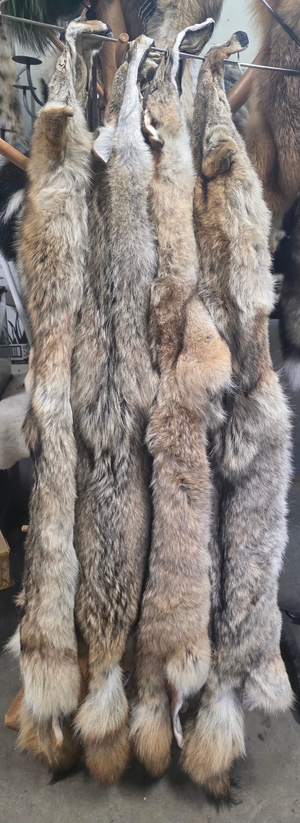 Tanned Pelts
