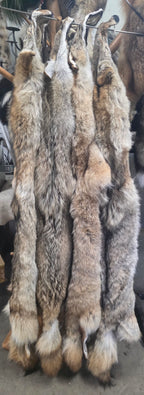 Tanned Pelts