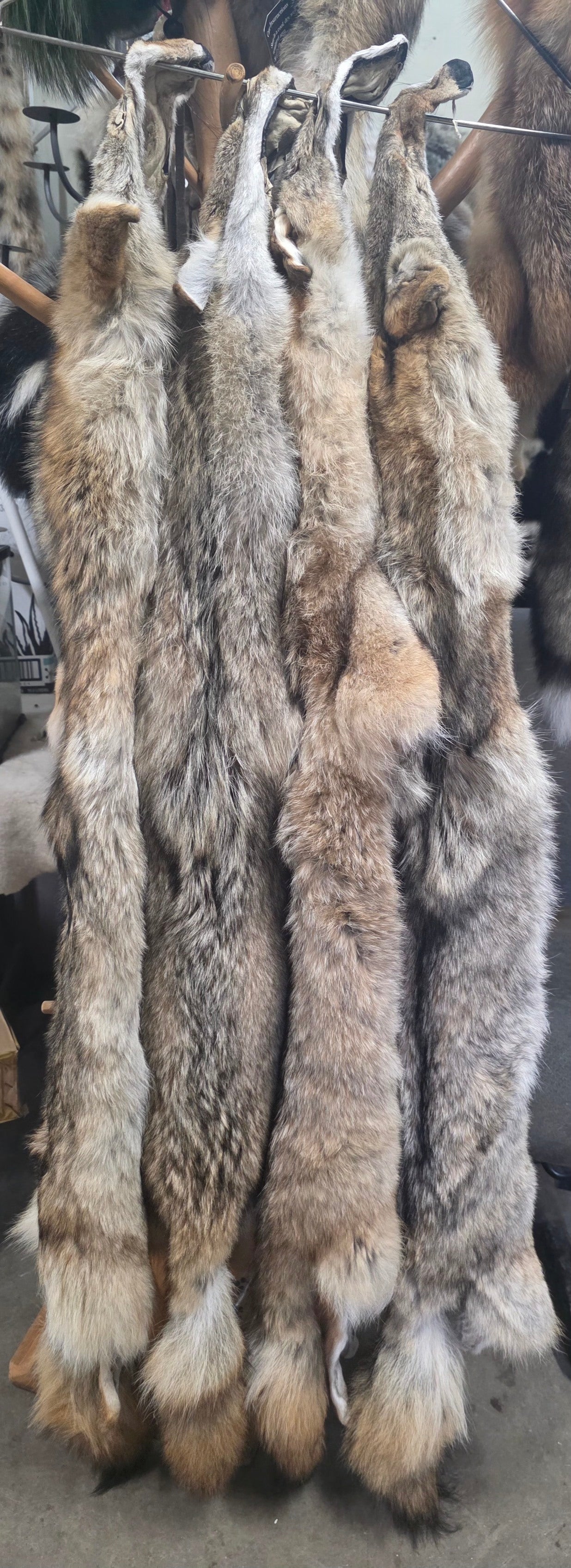 Tanned Pelts
