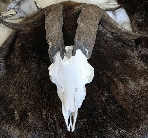 Animal Skulls