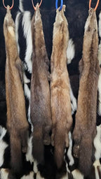 Tanned Pelts