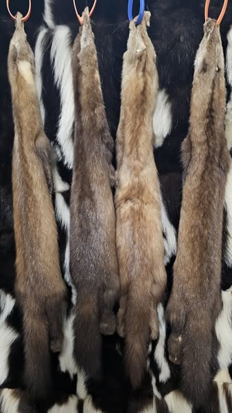 Tanned Pelts