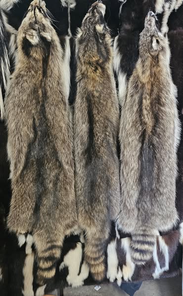 Tanned Pelts