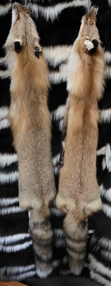 Tanned Pelts