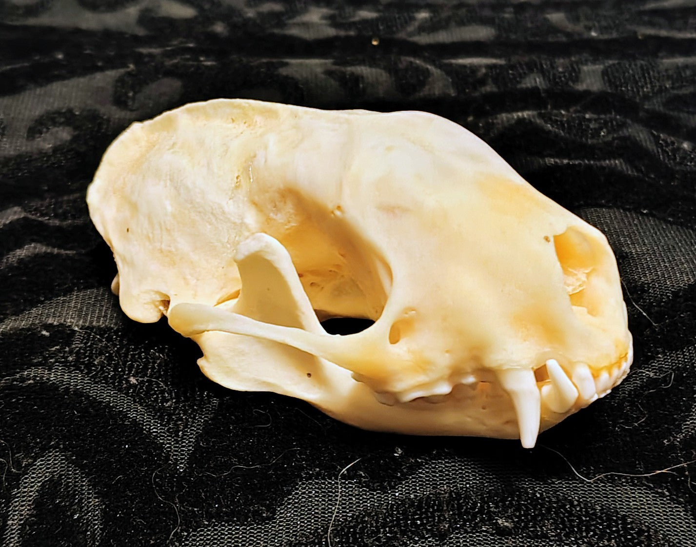 Animal Skulls