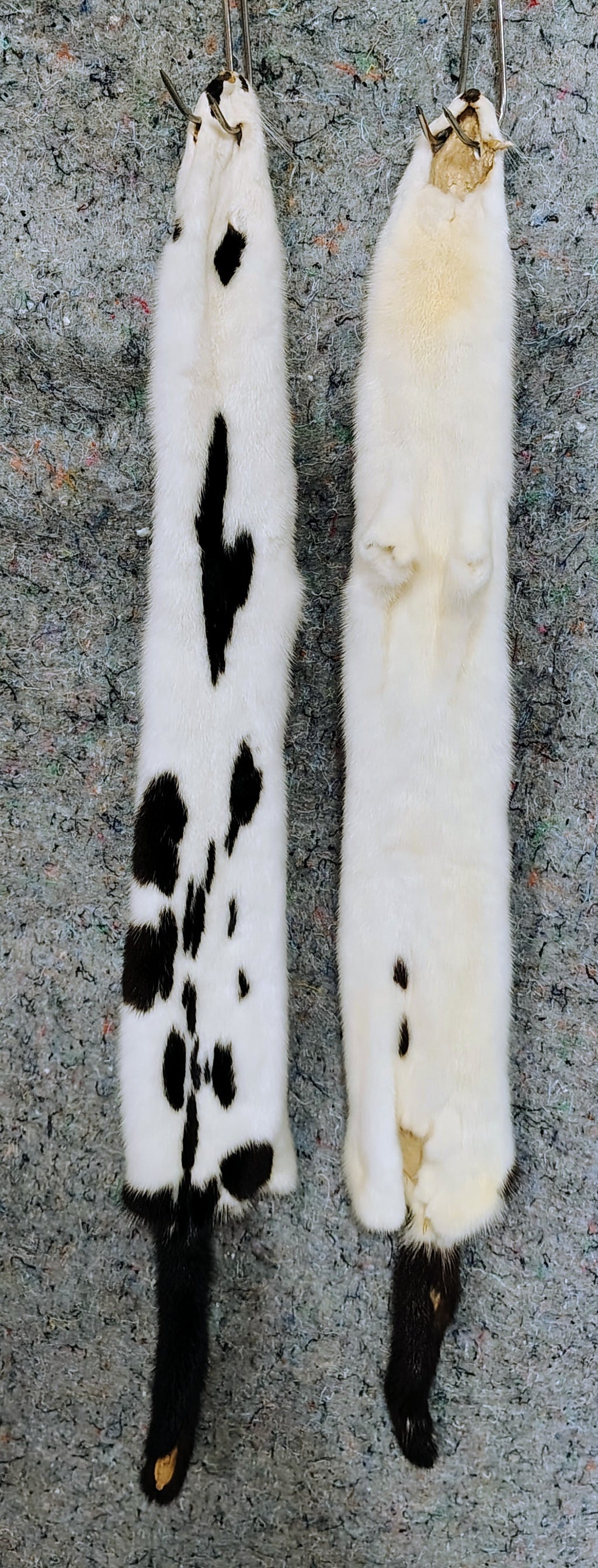 Tanned Pelts