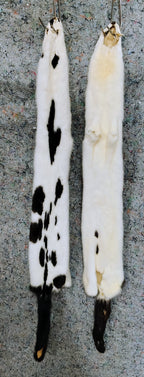 Tanned Pelts