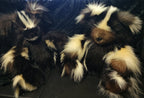 Real Fur Stuffed Animal