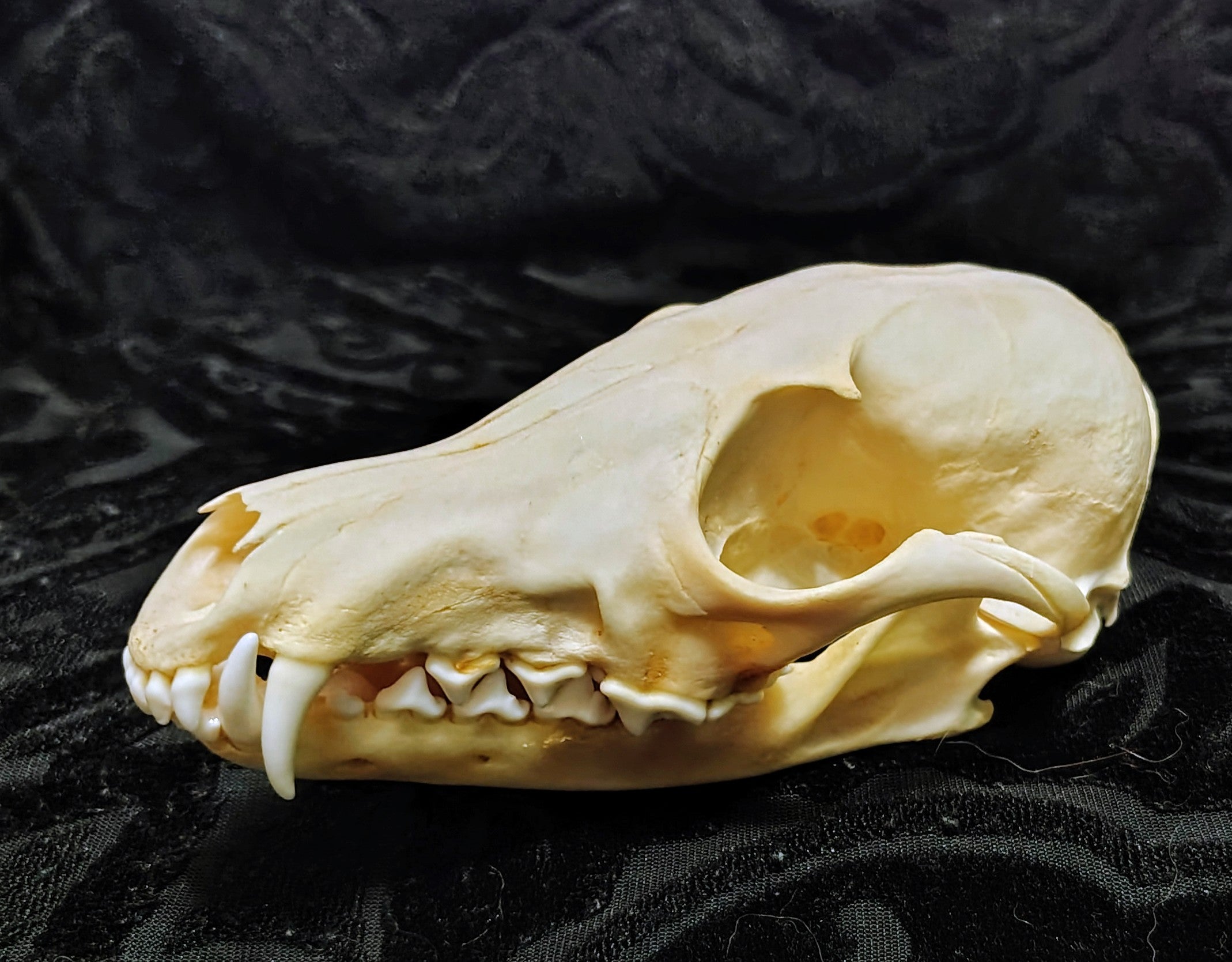 Animal Skulls