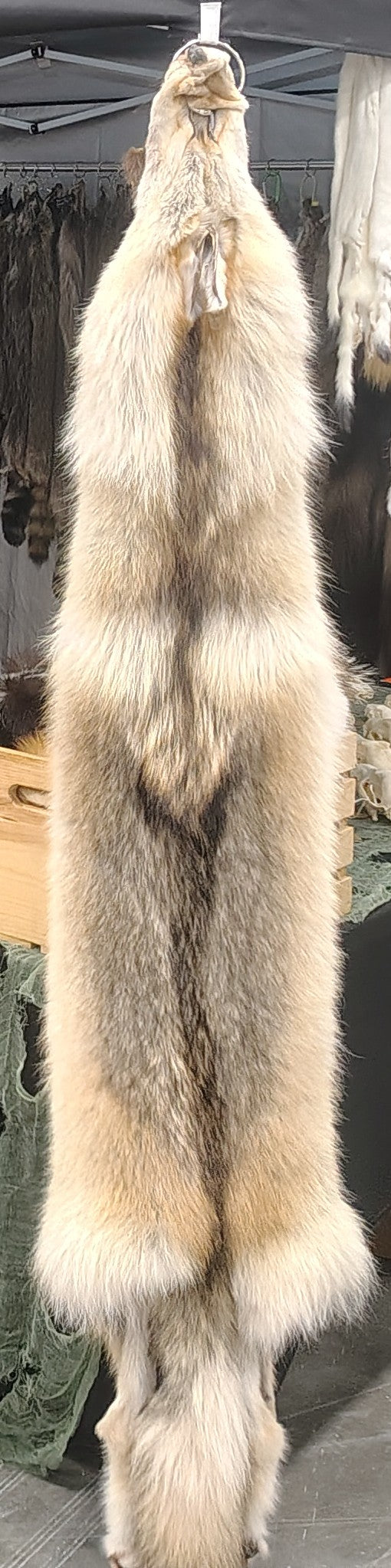 Tanned Pelts