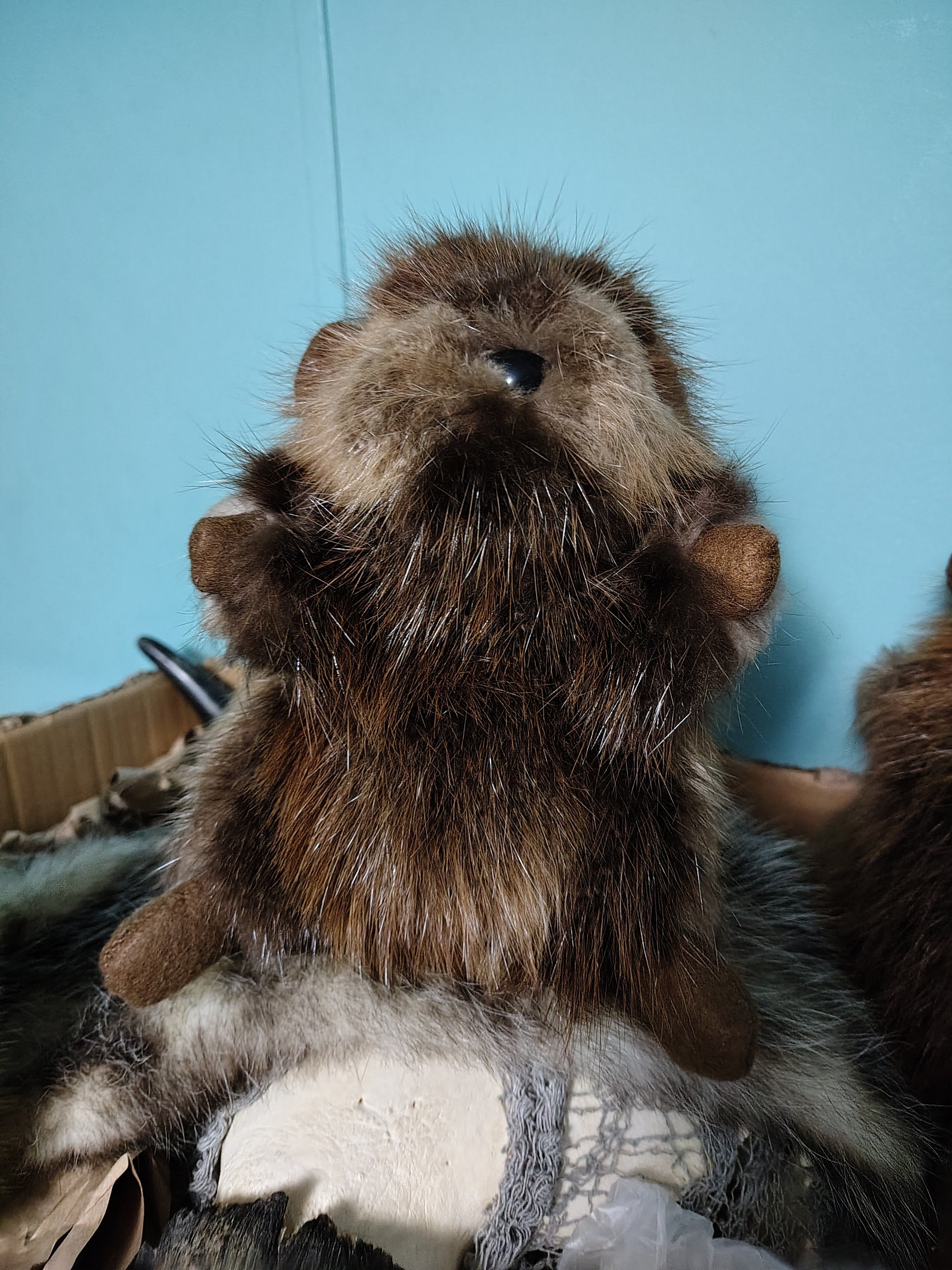 Real Beaver Fur Stuffed Animal