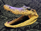 Animal Skulls