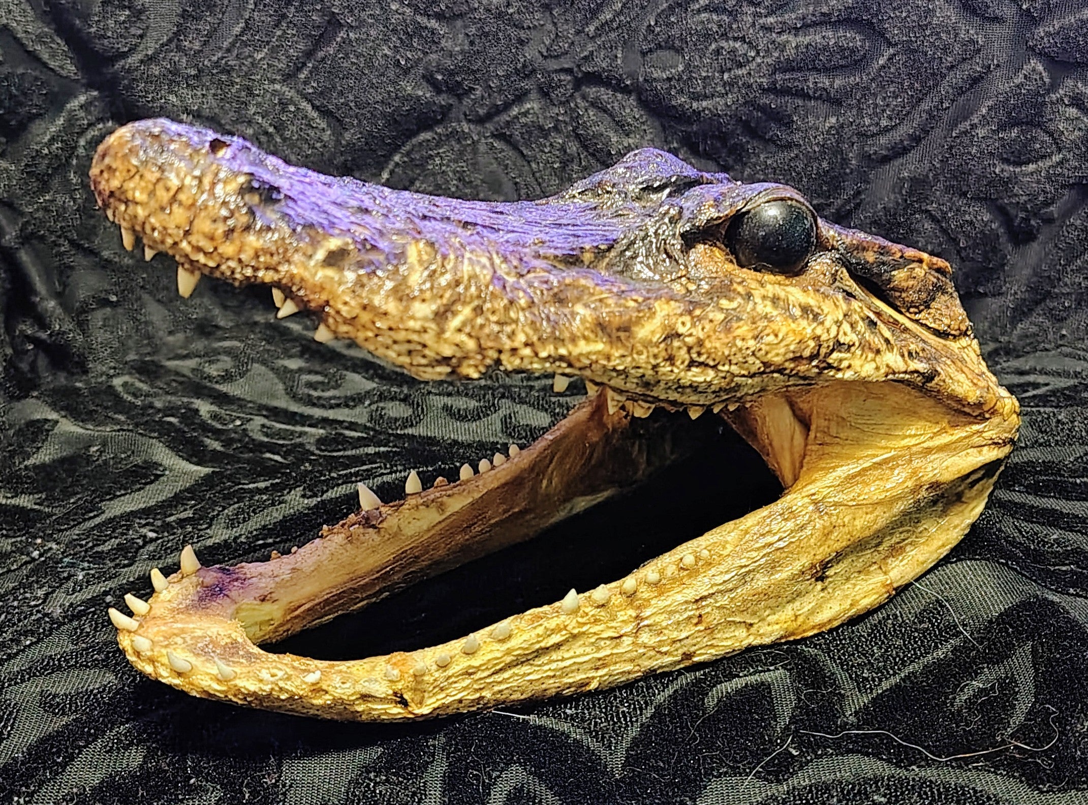 Animal Skulls
