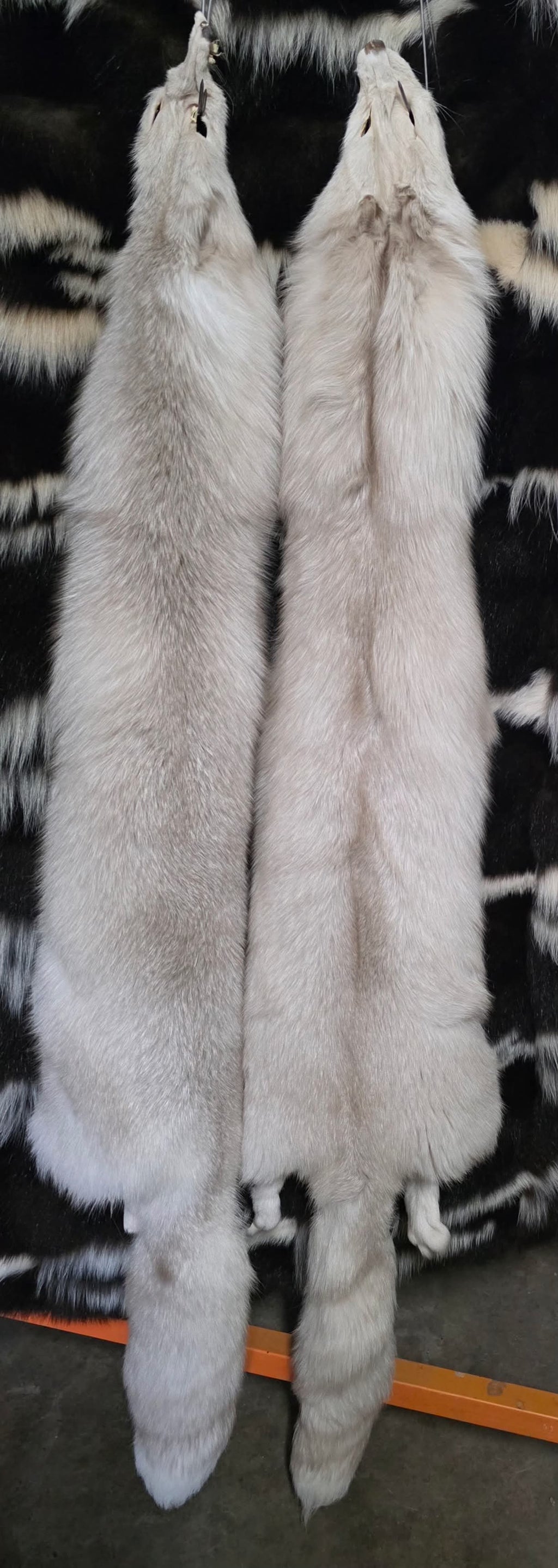 Tanned Pelts