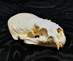 Animal Skulls