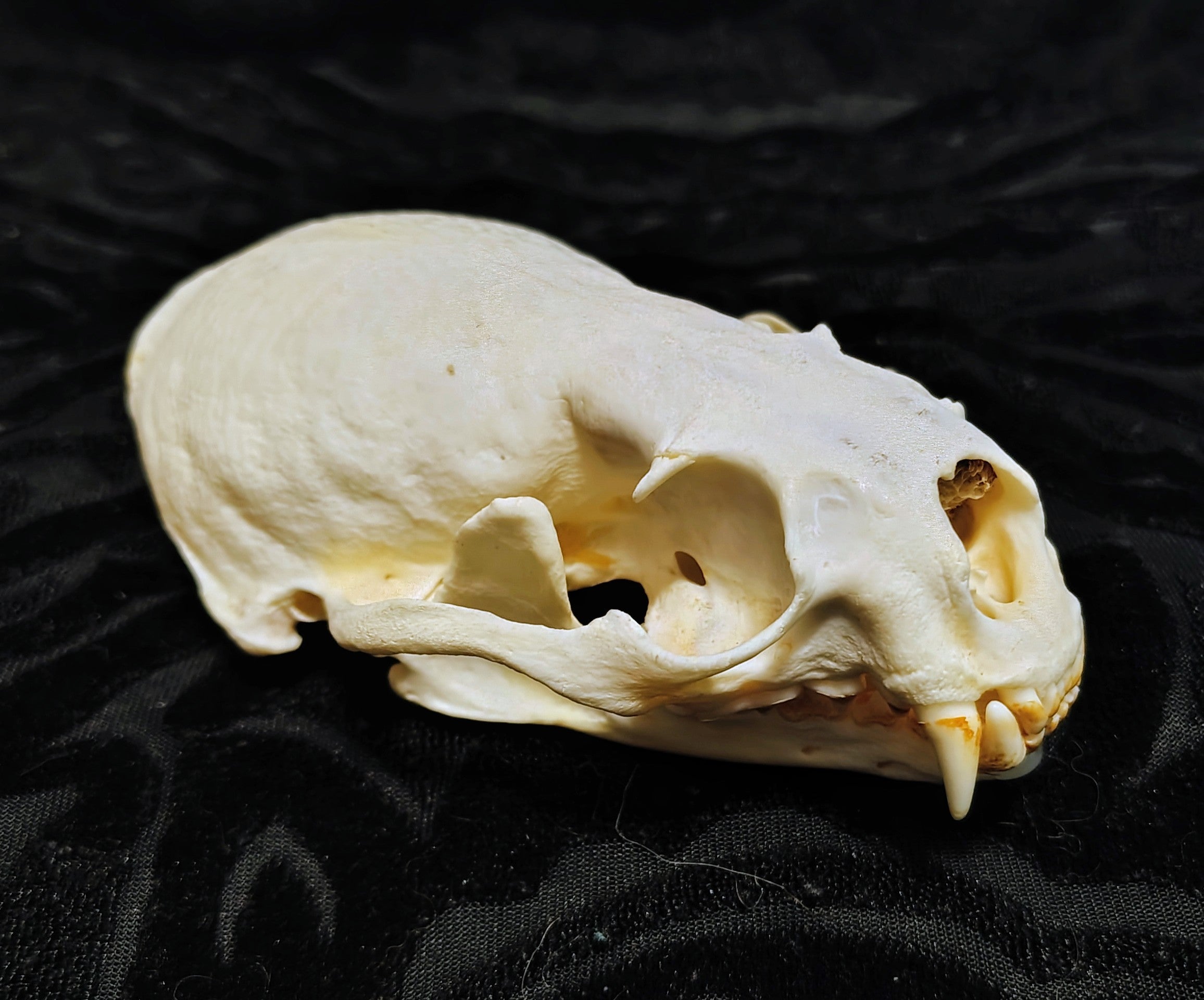 Animal Skulls