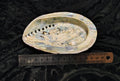 Jumbo Abalone Shell