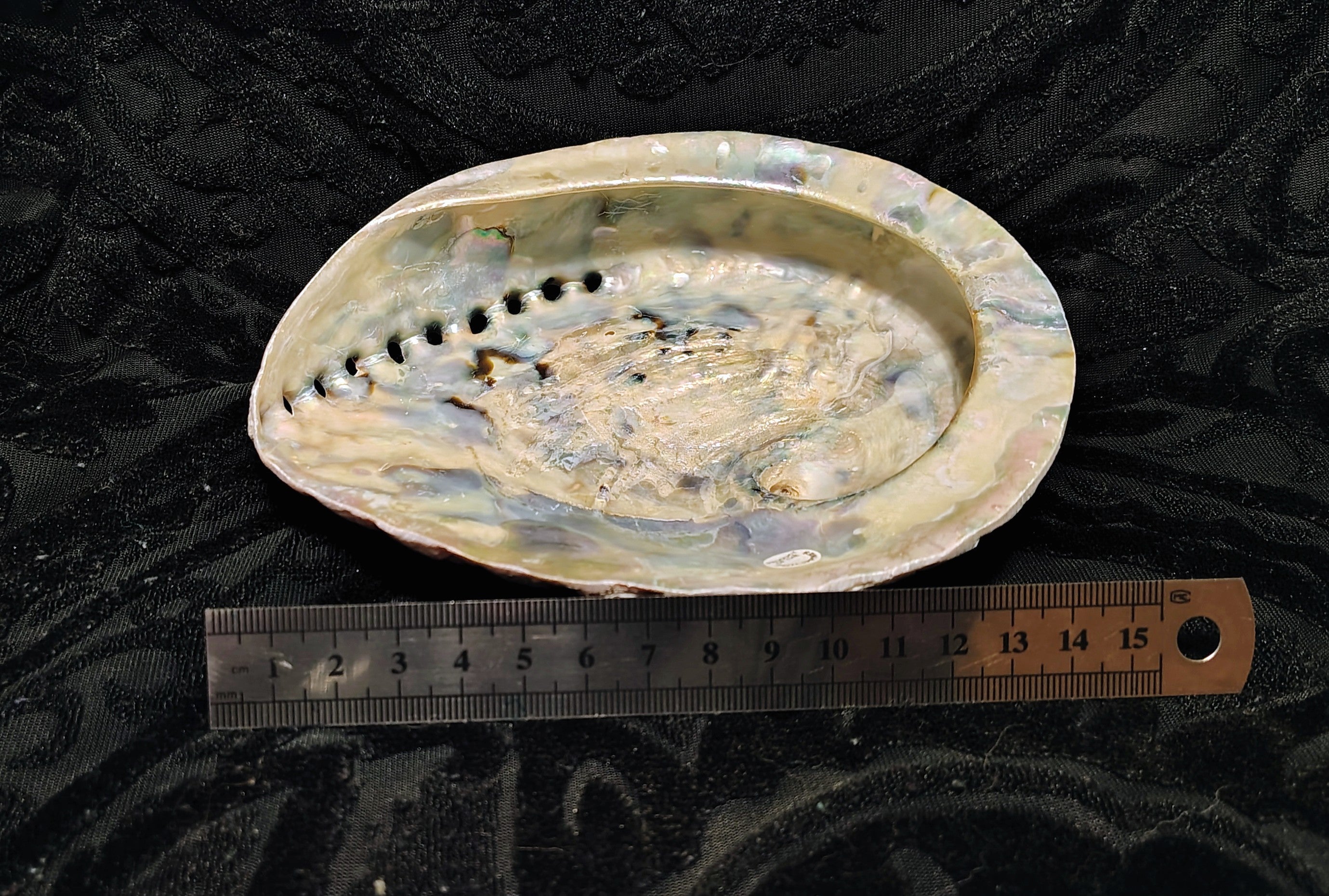 Jumbo Abalone Shell