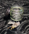 Preserved Turtle Feet in Glass Jar