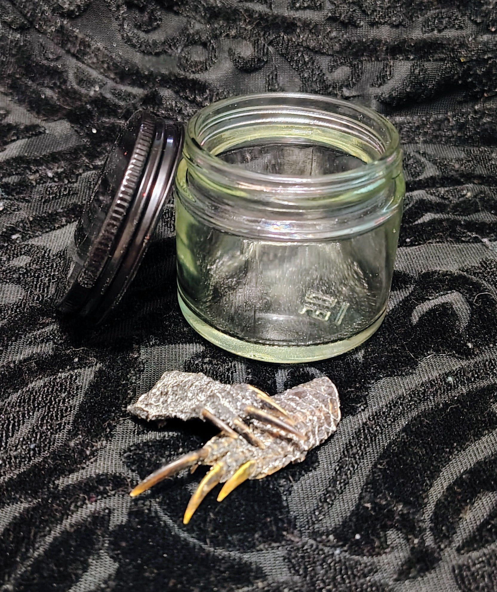 Preserved Turtle Feet in Glass Jar
