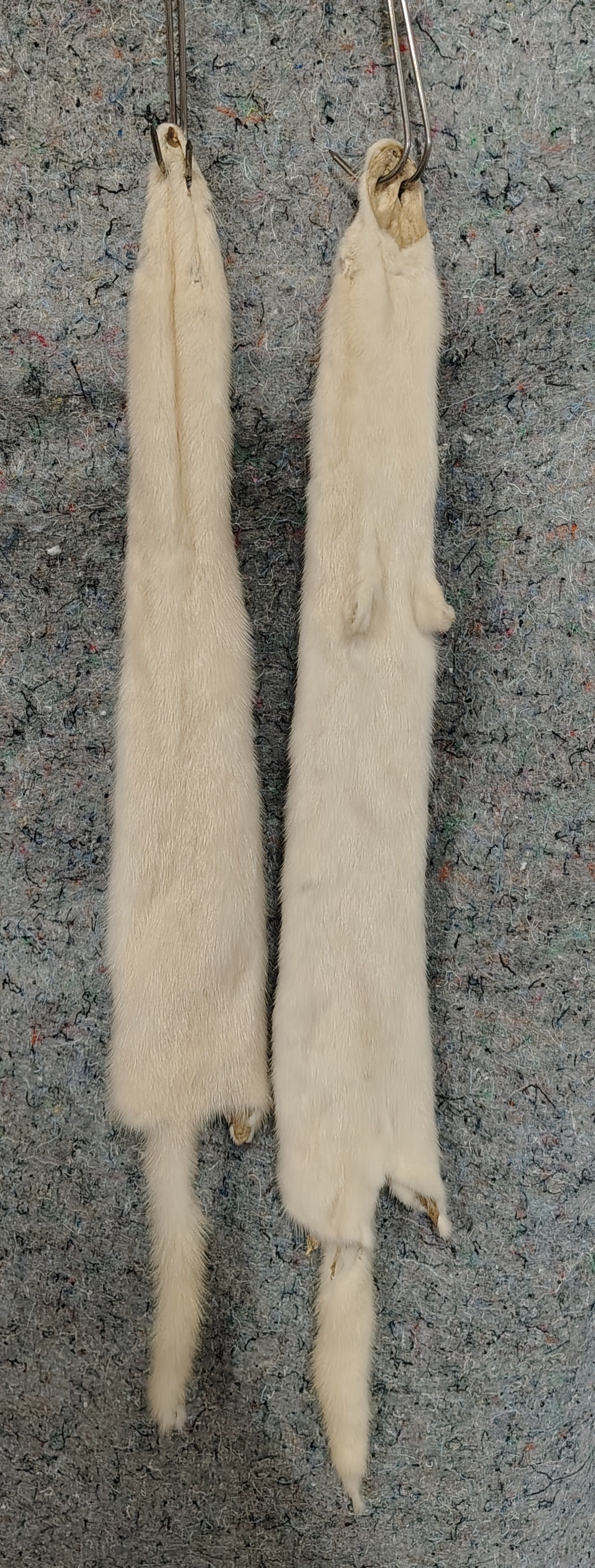 Tanned Pelts