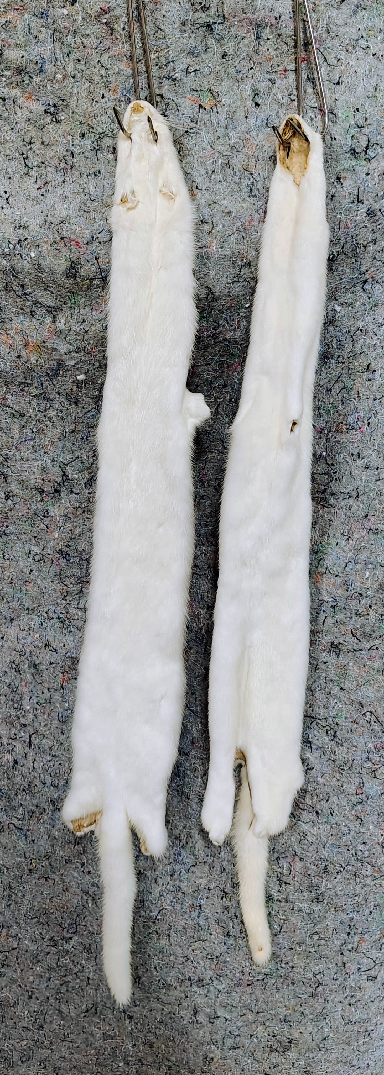 Tanned Pelts