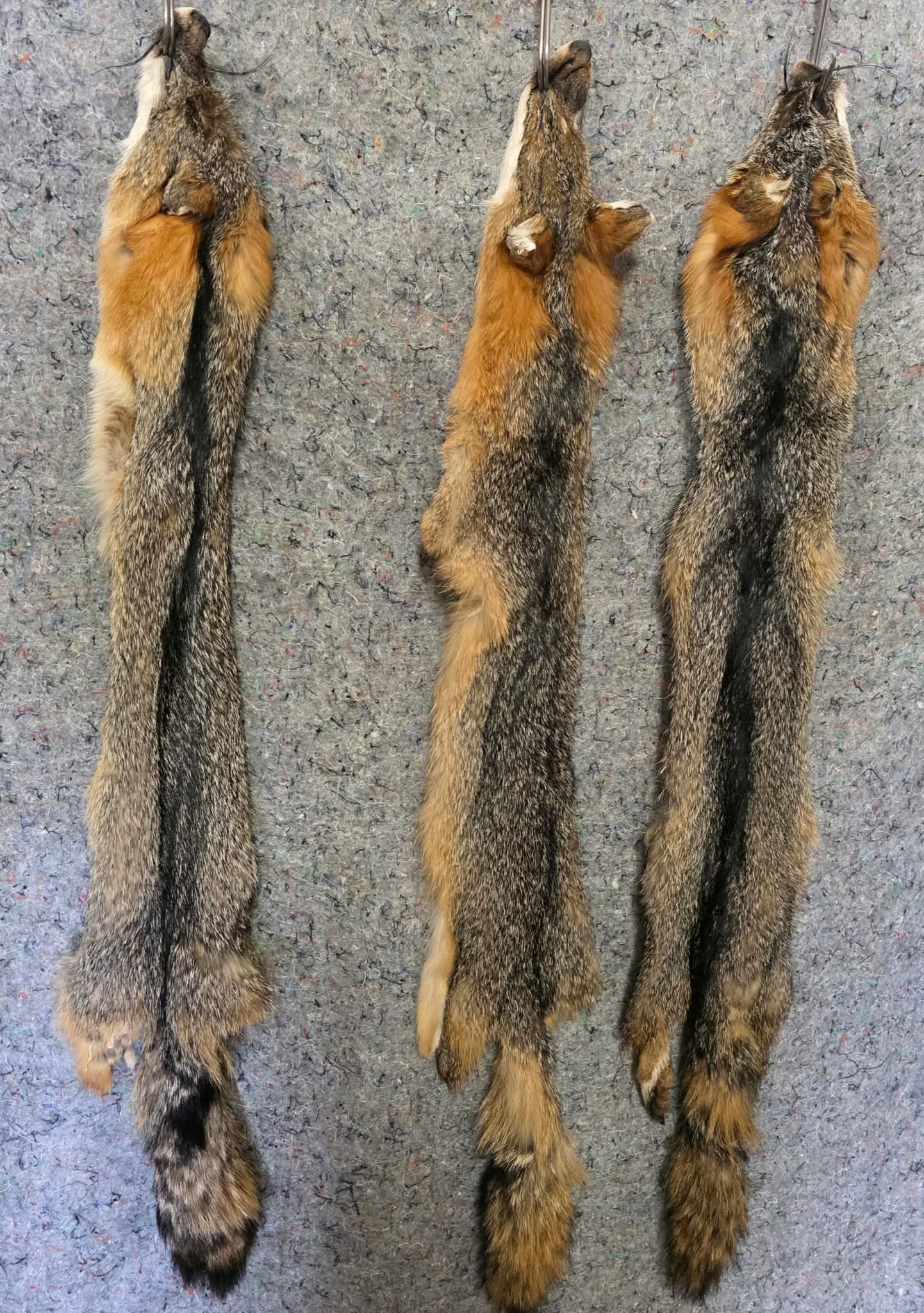 Tanned Pelts