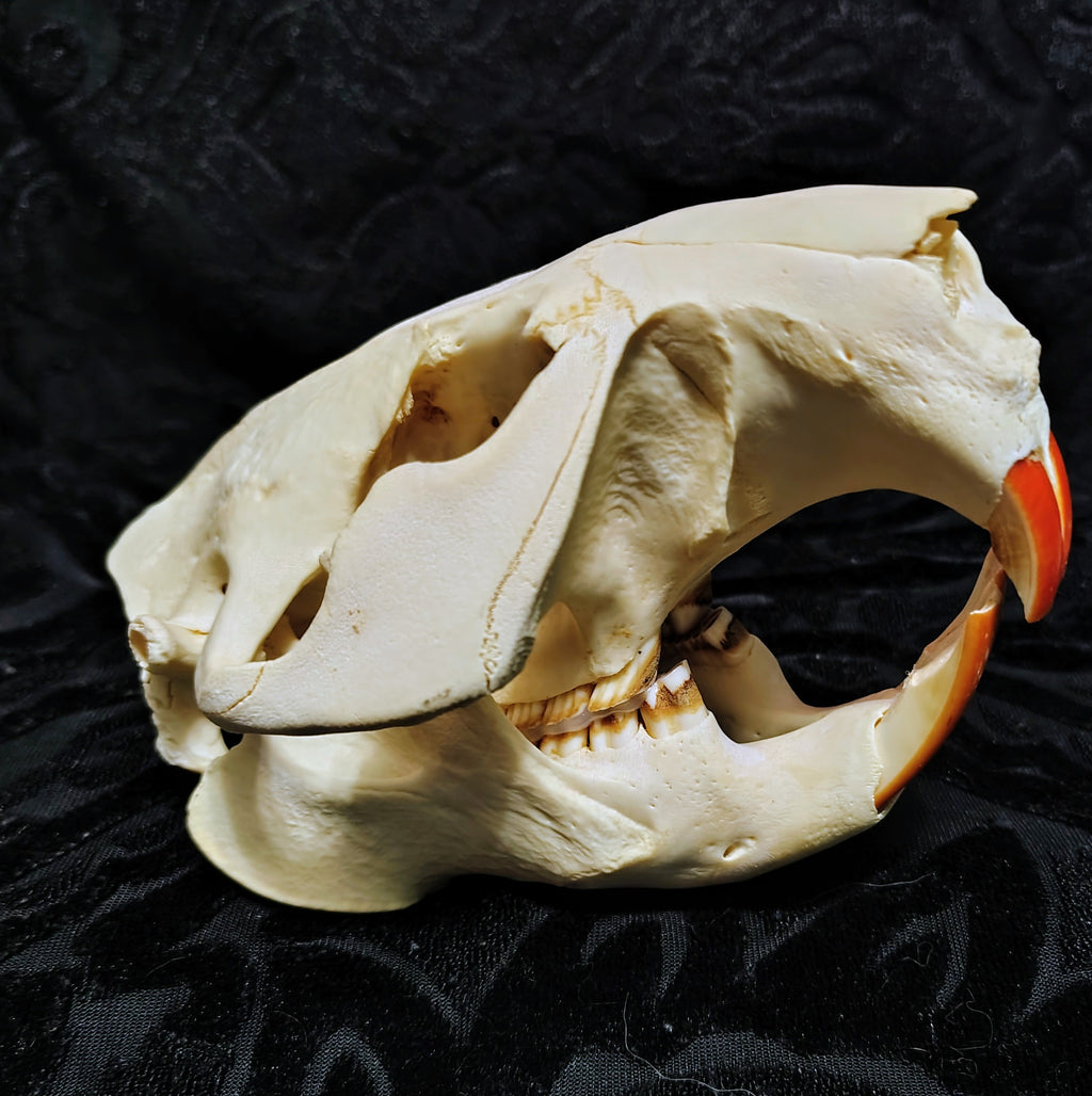 Animal Skulls