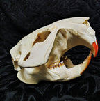 Animal Skulls