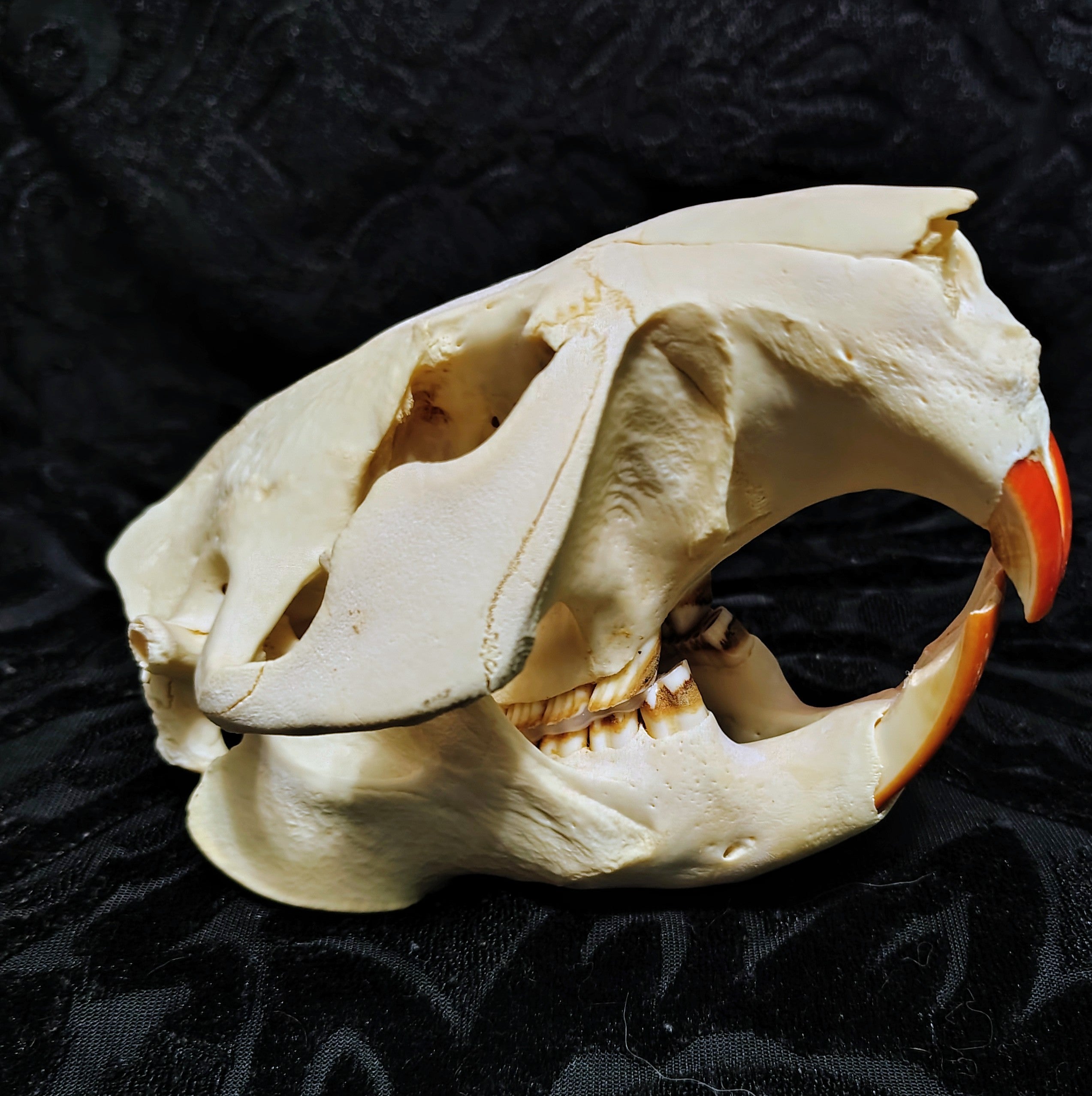 Animal Skulls