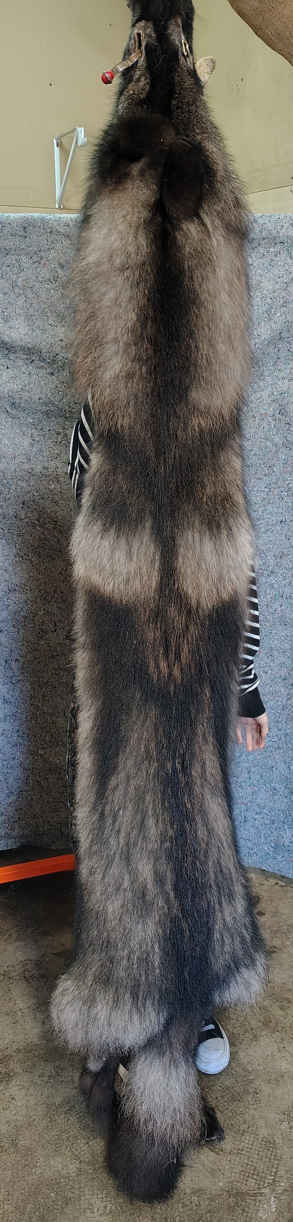 Sm Racoon Tanned Pelts – Wicked Enchantments