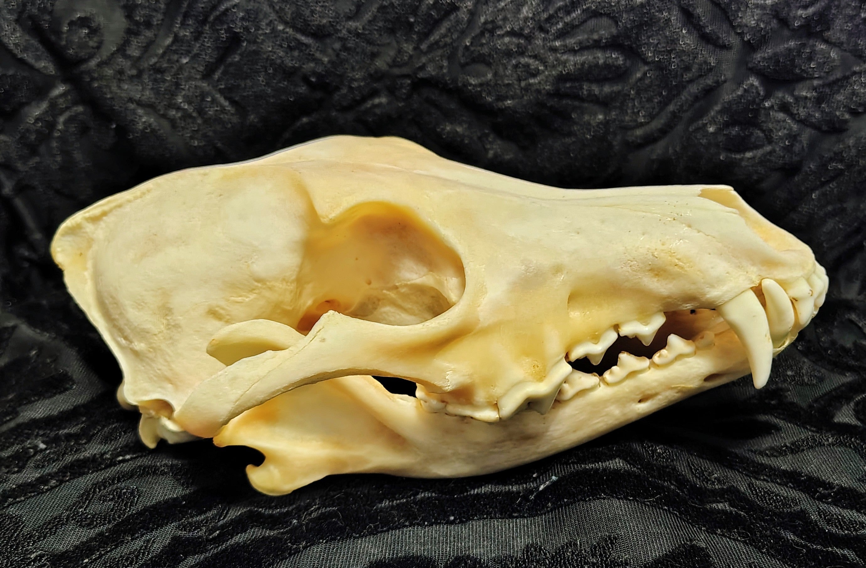 Animal Skulls