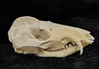 Animal Skulls