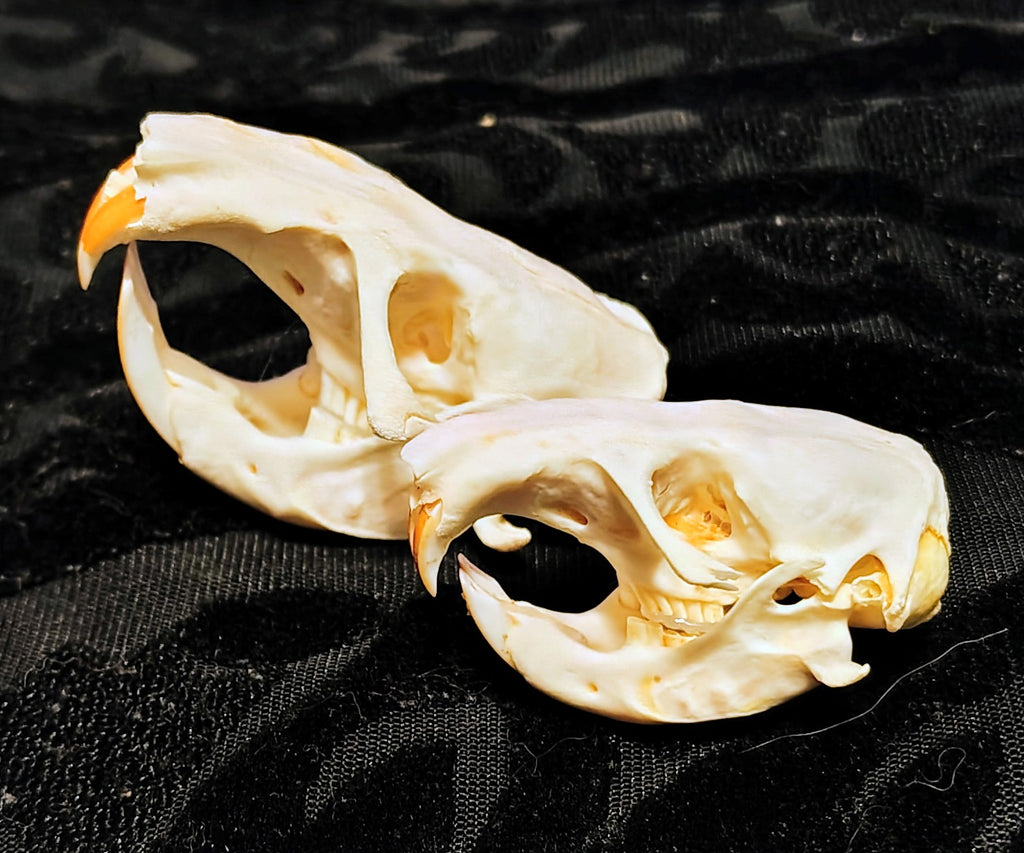 Animal Skulls