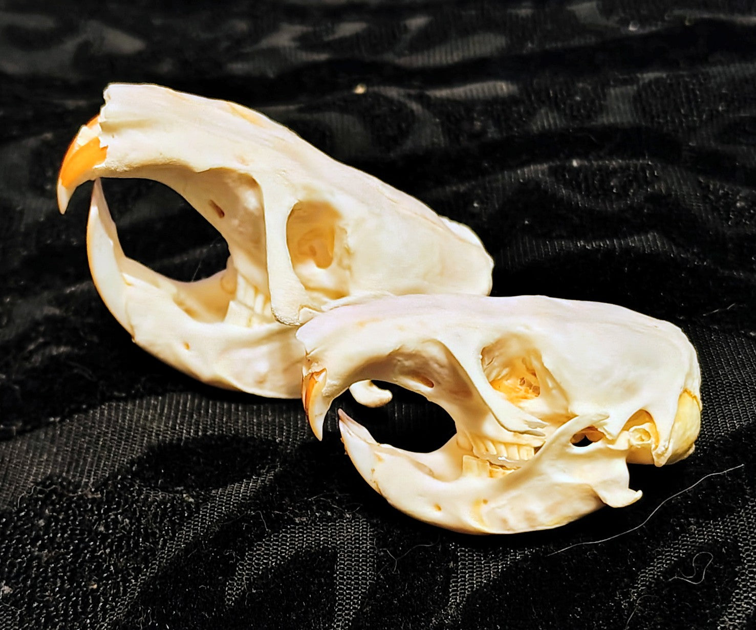 Animal Skulls
