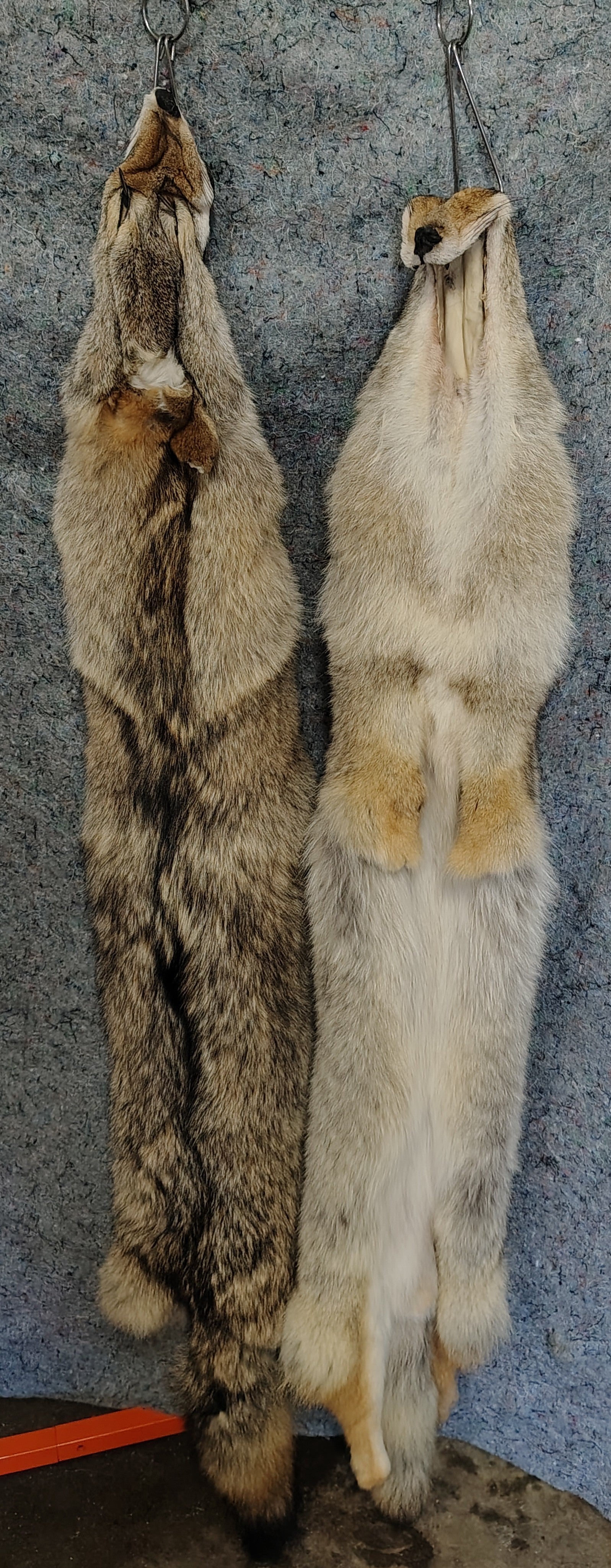 Tanned Pelts