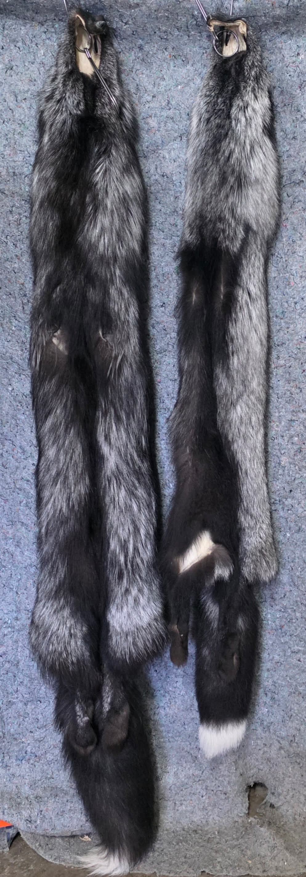 Tanned Pelts