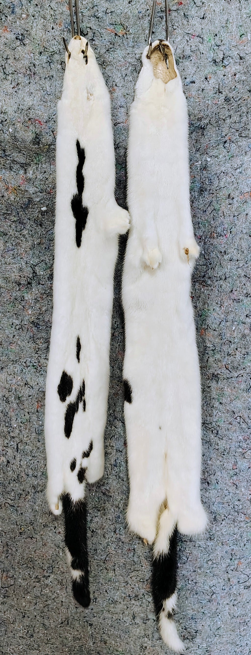 Sm Racoon Tanned Pelts – Wicked Enchantments