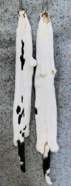 Tanned Pelts
