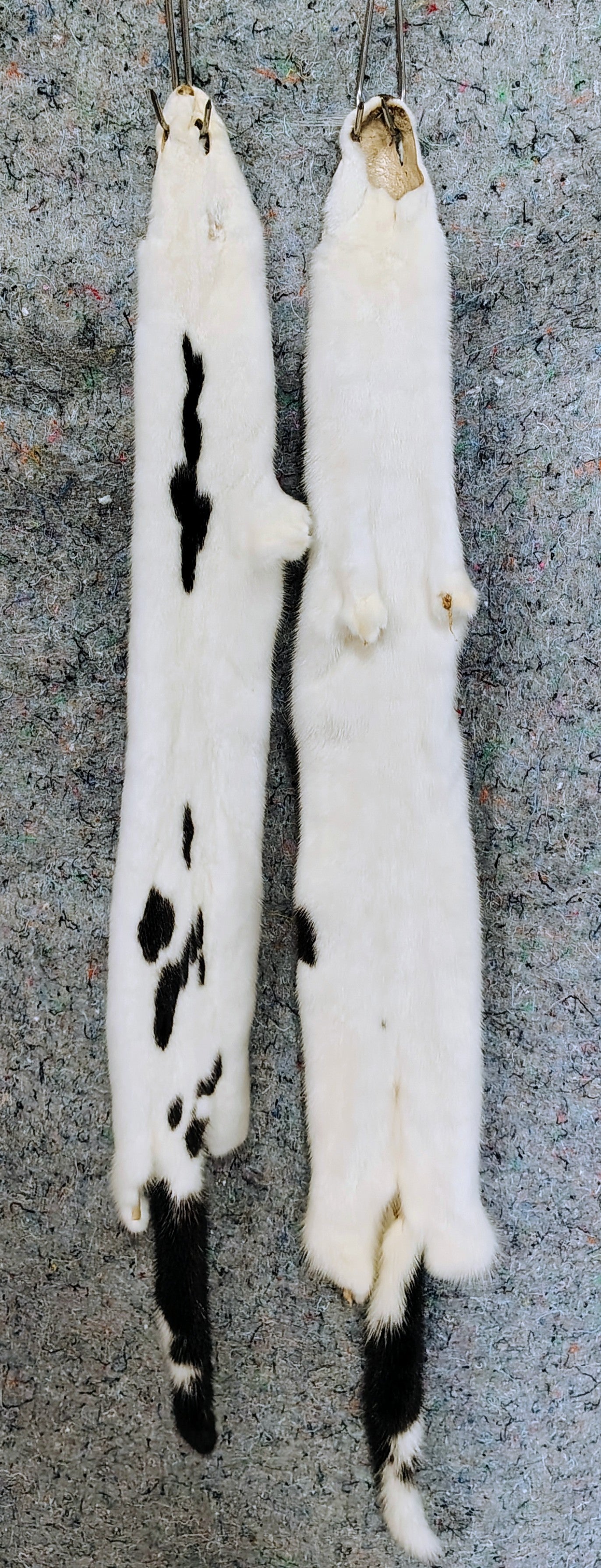 Tanned Pelts