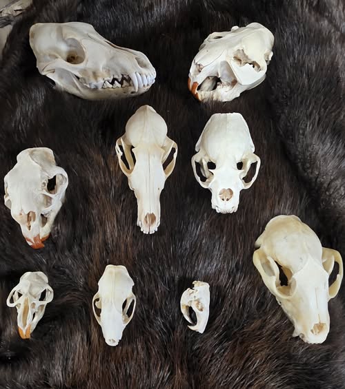 Animal Skulls
